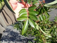 Schinus terebinthifolia