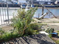 Schinus terebinthifolia