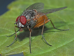Phaonia rufiventris