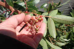 Schinus terebinthifolia