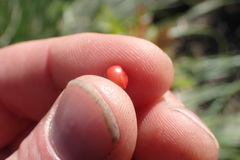 Schinus terebinthifolia