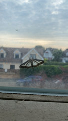 Cydalima perspectalis