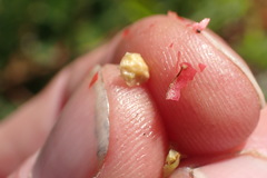 Schinus terebinthifolia