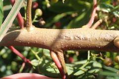 Schinus terebinthifolia