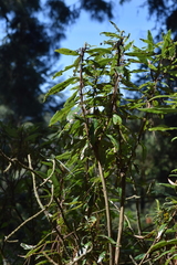 Comarostaphylis longifolia