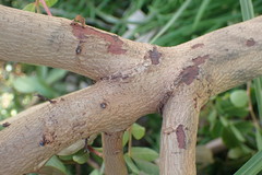 Schinus terebinthifolia