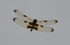 Rhyothemis phyllis apicalis