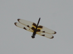 Rhyothemis phyllis apicalis
