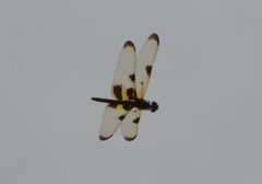 Rhyothemis phyllis apicalis