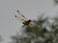 Rhyothemis phyllis apicalis