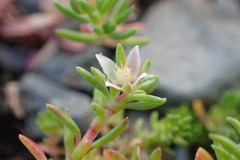 Crassula