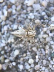 Oxyopes tridens