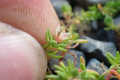Crassula