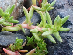 Crassula