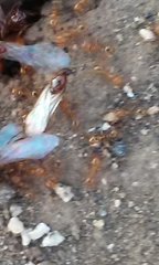 Solenopsis geminata