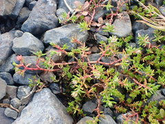 Crassula