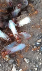 Solenopsis geminata