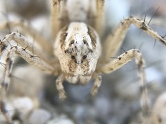 Oxyopes tridens