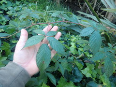 Rubus