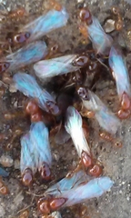 Solenopsis geminata
