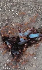 Solenopsis geminata