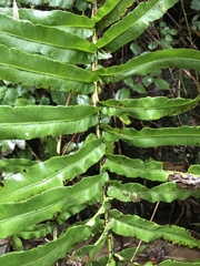 Blechnum chilense