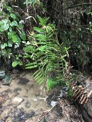 Blechnum chilense