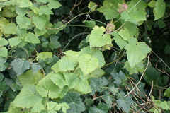 Lophospermum erubescens