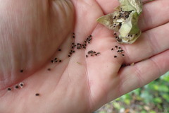 Lophospermum erubescens