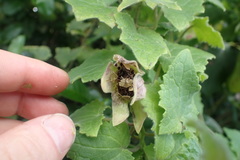 Lophospermum erubescens