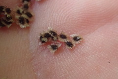 Lophospermum erubescens