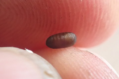 Procecidochares utilis