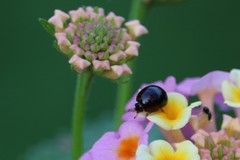Camptodes texanus