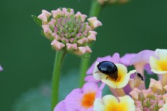 Camptodes texanus