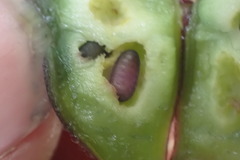 Procecidochares utilis