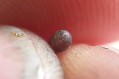 Procecidochares utilis