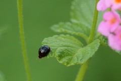 Camptodes texanus