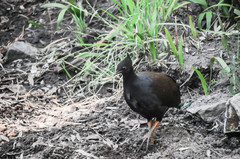 Megapodius reinwardt