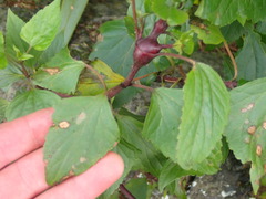 Procecidochares utilis