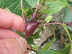 Procecidochares utilis