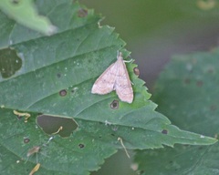 Udea fulvalis
