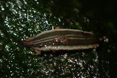 Geoplanidae