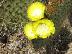 Opuntia huajuapensis