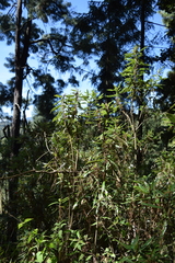 Comarostaphylis longifolia