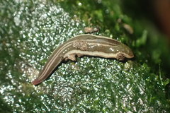 Geoplanidae