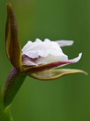 Prasophyllum brevilabre