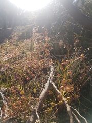 Drosera planchonii