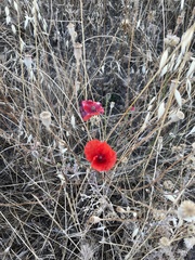 Papaver rhoeas