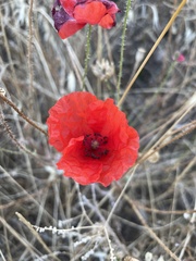 Papaver rhoeas