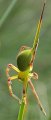 Neosparassus patellatus